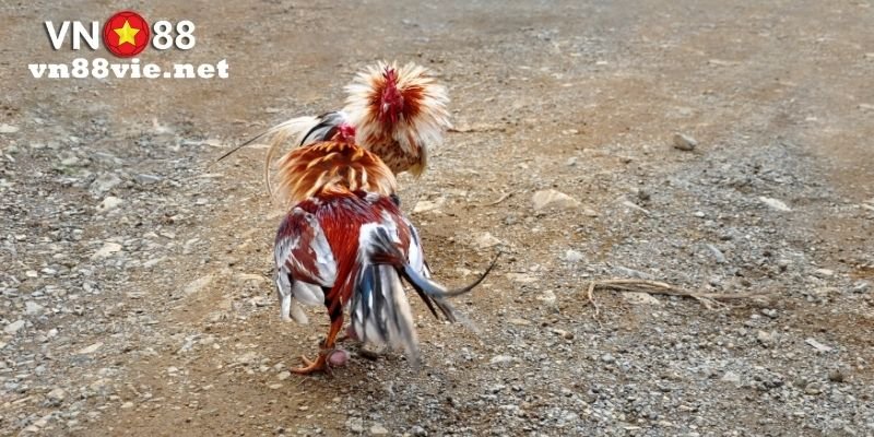 Tất Tần Tật Về Nạp Tiền Đá Gà Mà Người Mới Chơi Cần Biết